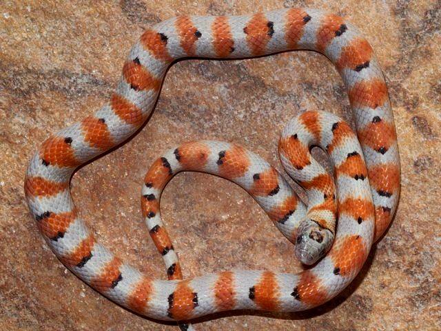 L.mexicana greeri hipo