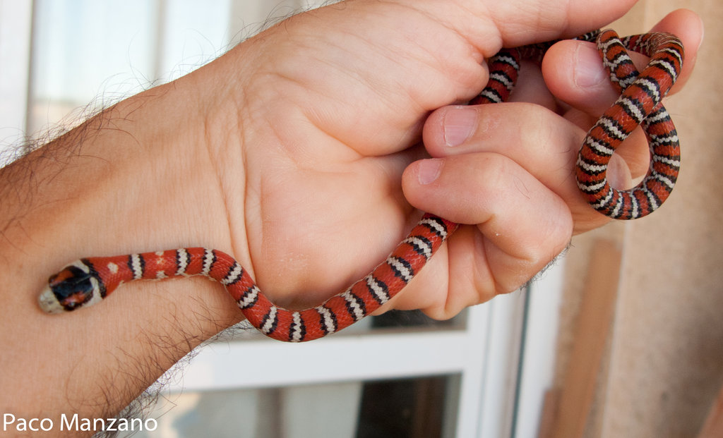 L. pyromelana knoblochi, P. Manzano