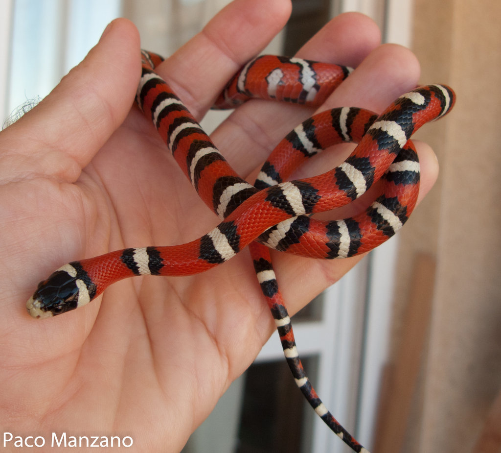 L. pyromelana woodini, P. Manzano