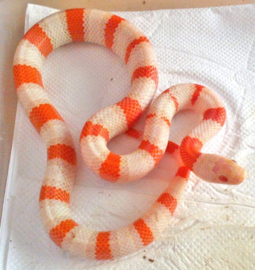 L.ruthveni x L.alterna