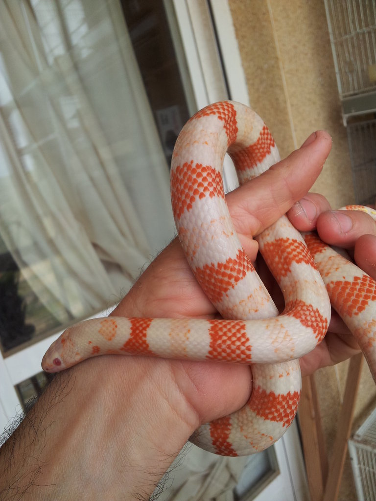 l.t. hondurensis albina macho