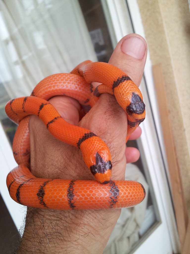 L.t. hondurensis Extrem Hypo