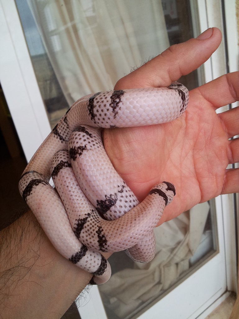 L.t. hondurensis Ghost hembra