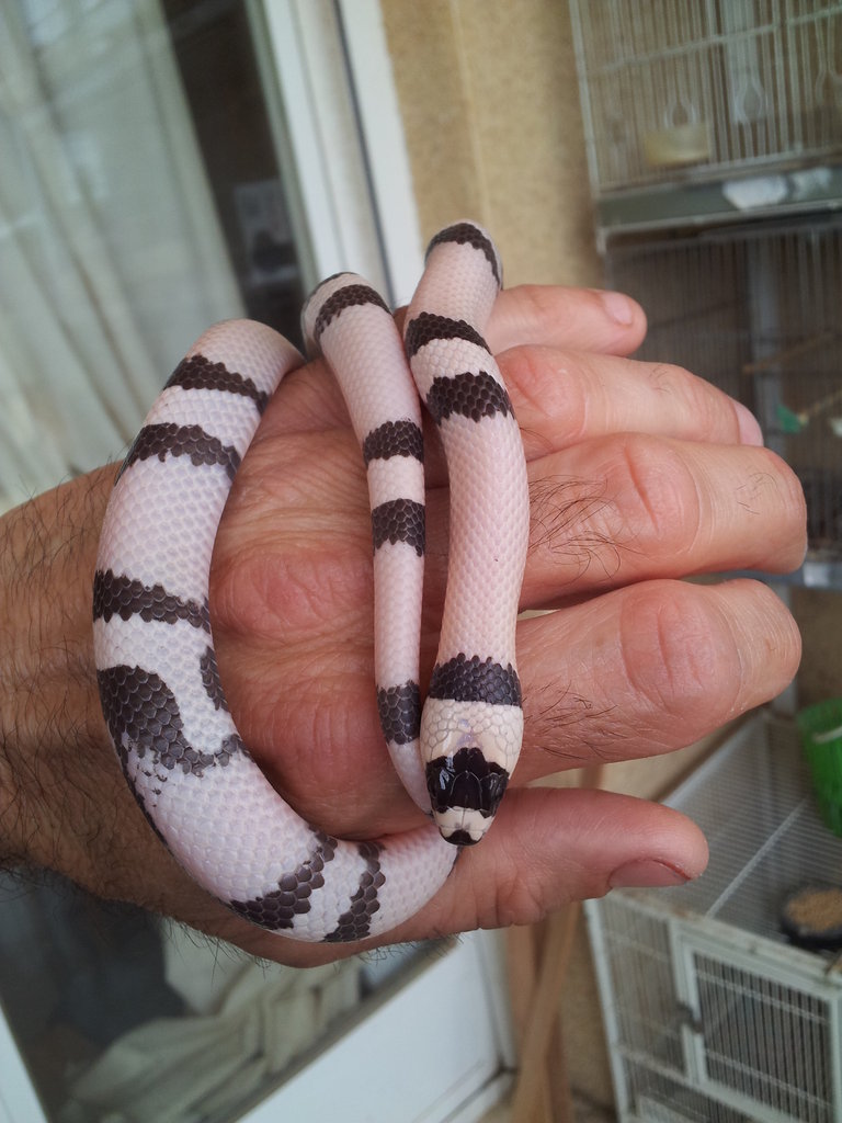 L.t. hondurensis Ghost macho