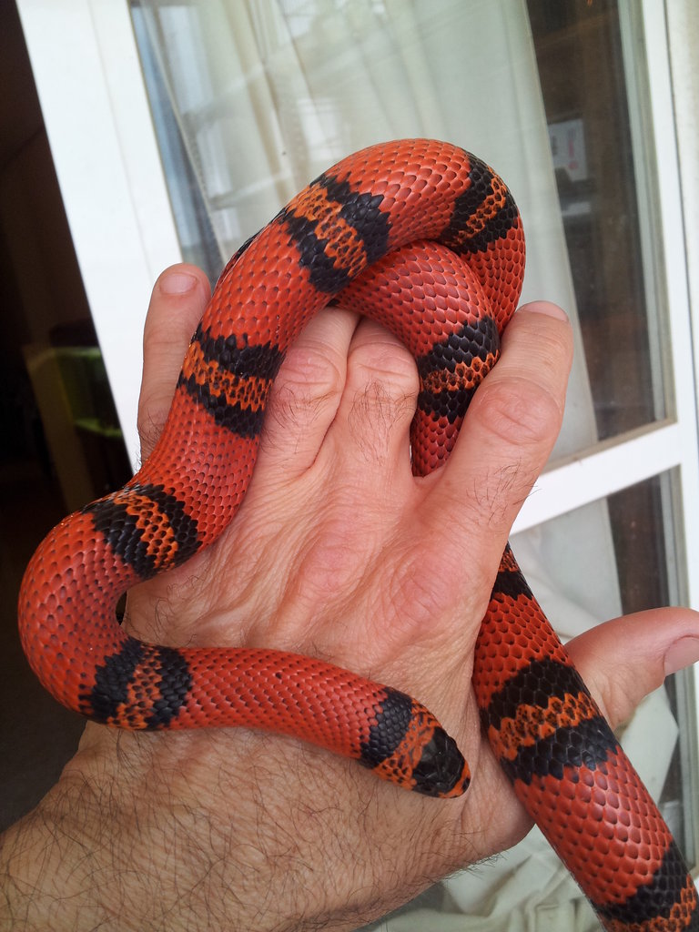 L.t. hondurensis tangerina hembra