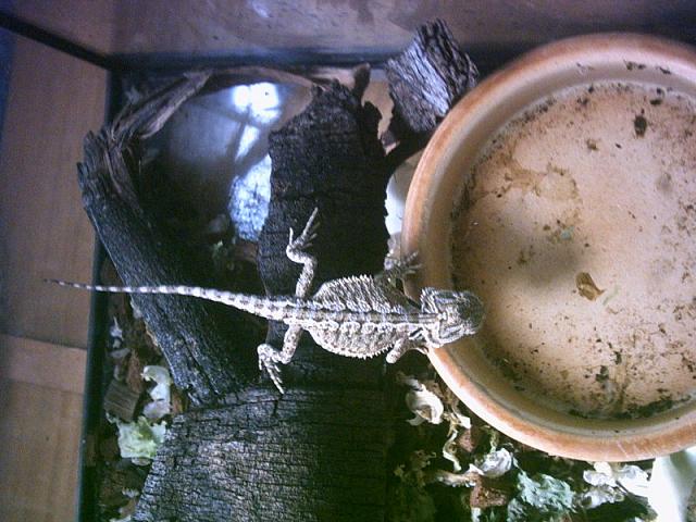 La menos rojiza ( Atenea ).JPG