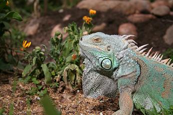 la meva iguana.JPG