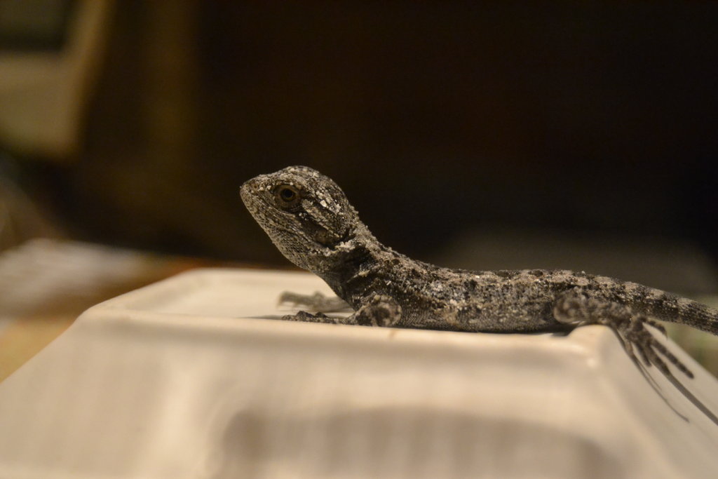 La primera cría aposentada