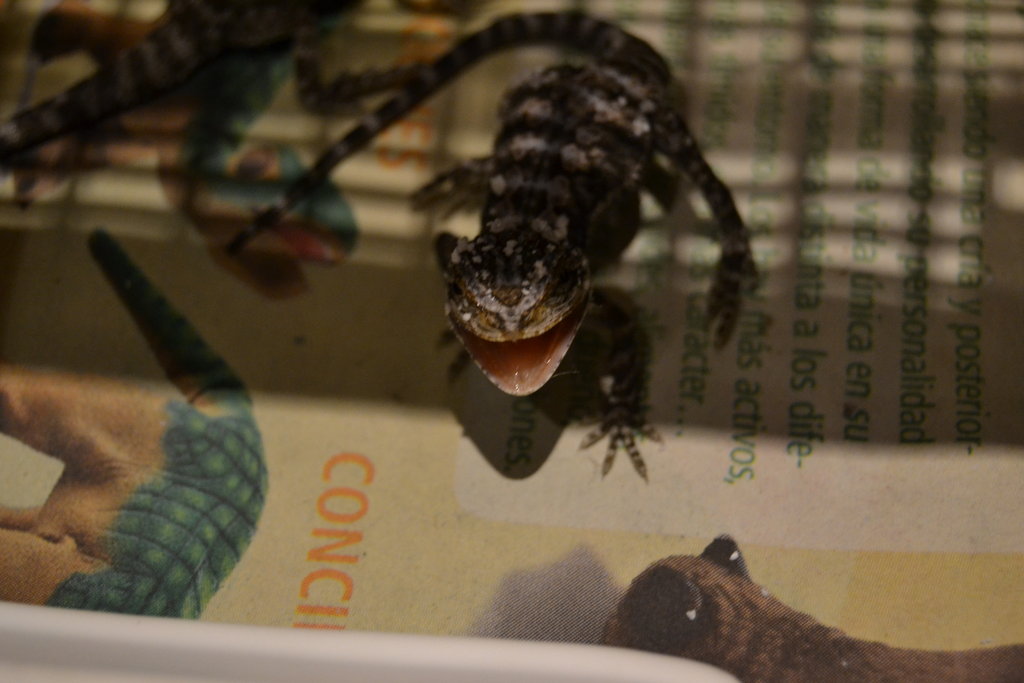 La tercera con carácter jejej