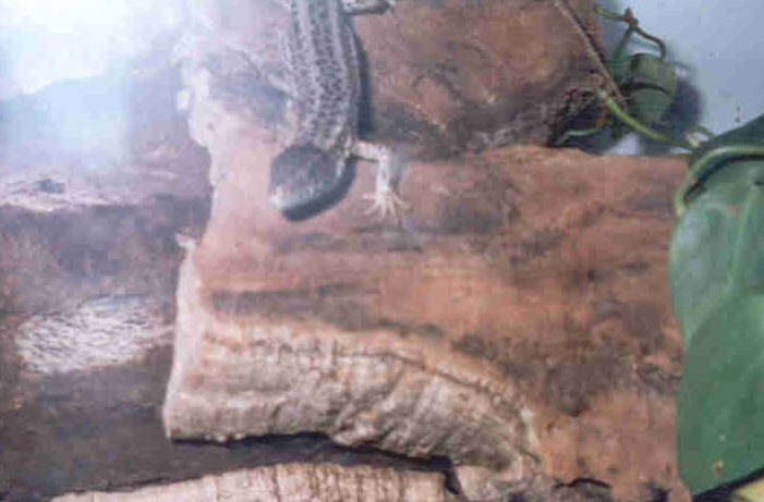 Lacerta schreiberi (Lagarto Verdinegro) Hembra.jpg