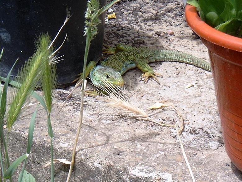 Lacerta schreiberi2_2.JPG