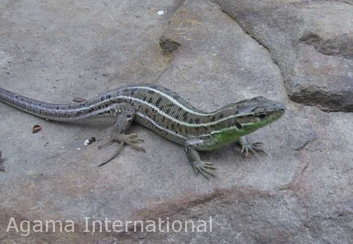 Lacerta strigata