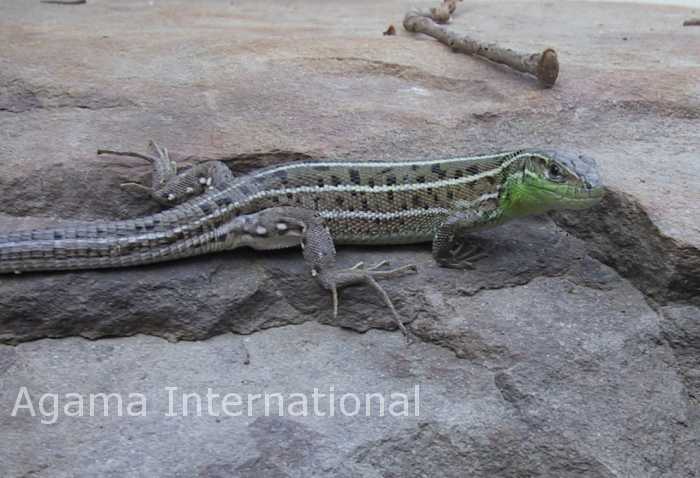 Lacerta strigata