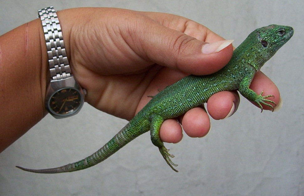 lacerta1.jpg