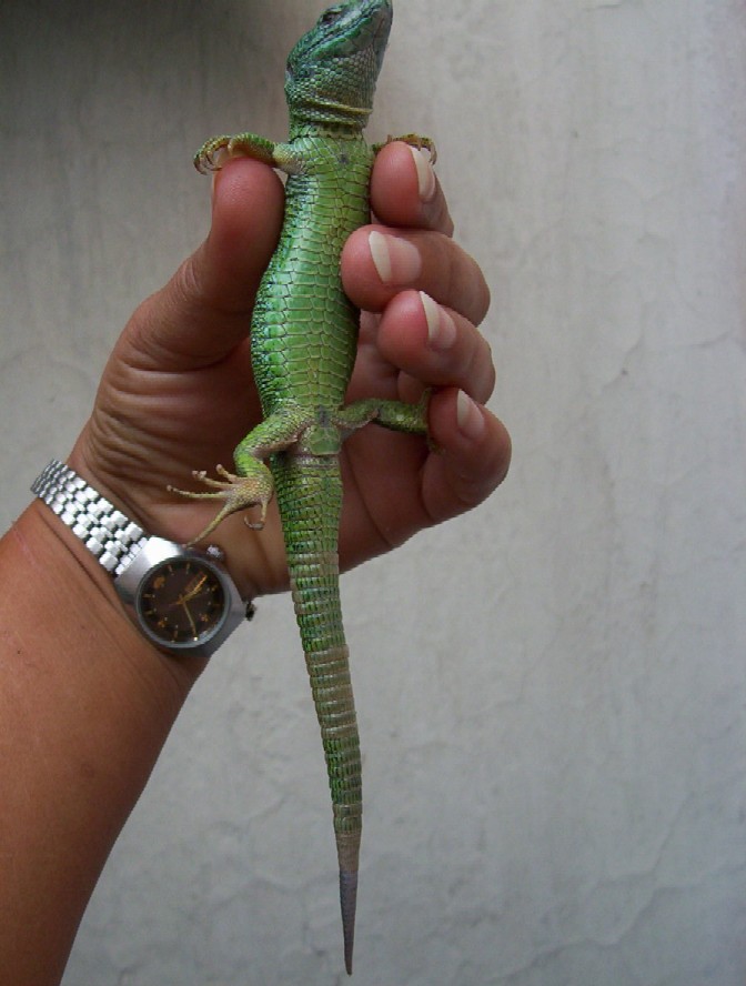 lacerta3.jpg