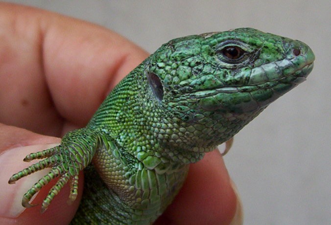 lacerta4.jpg