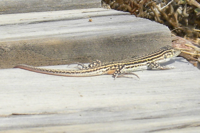 Lagartija colirroja b