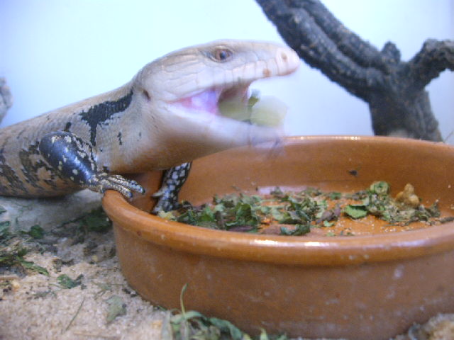 lagartos 011.jpg