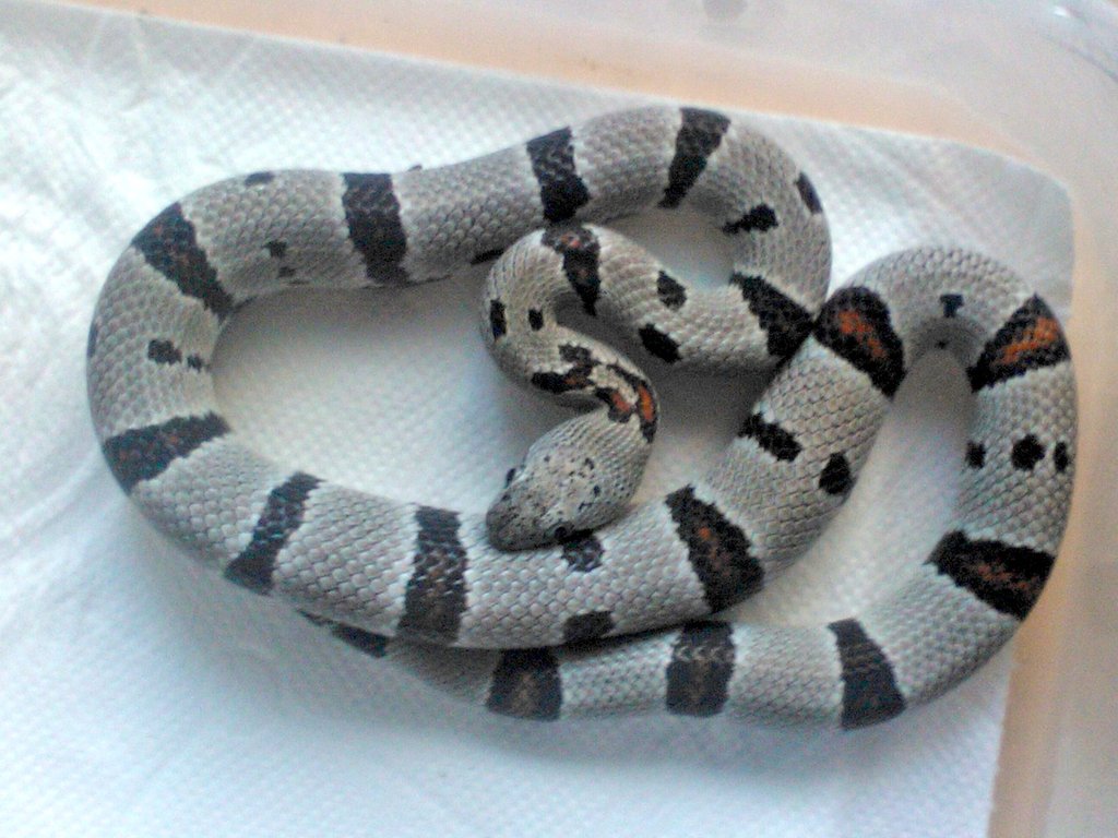 Lampropeltis alterna alterna