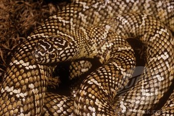 lampropeltis getula brooksi adulta