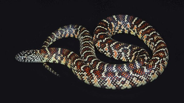 lampropeltis getula brooksi baby