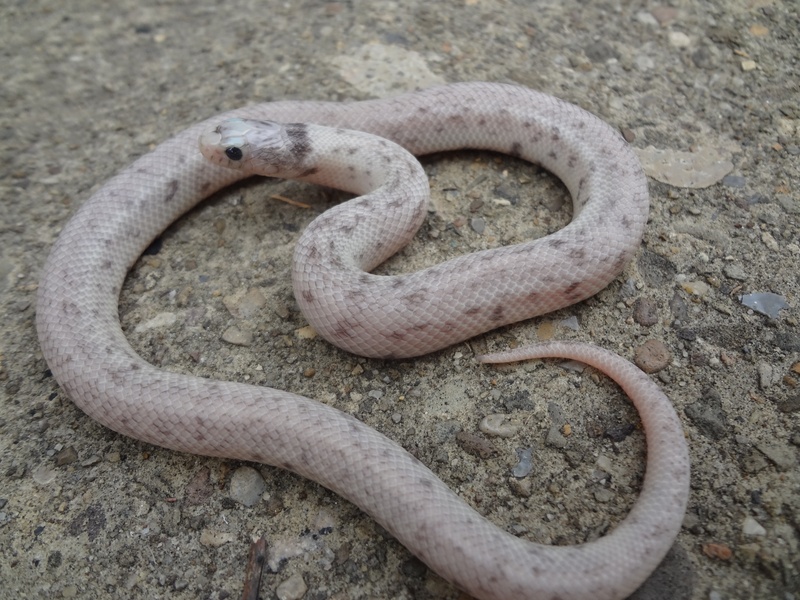 Lampropeltis getula californiae ghost light