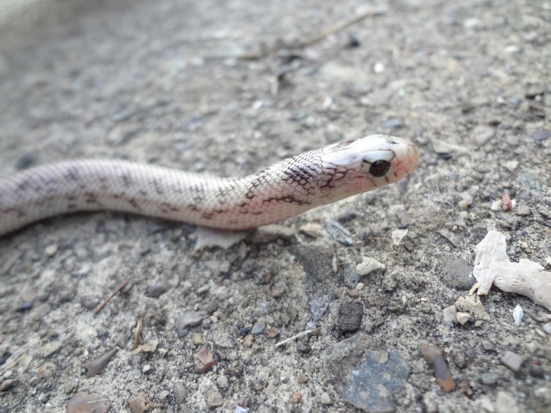 Lampropeltis getula californiae ghost light