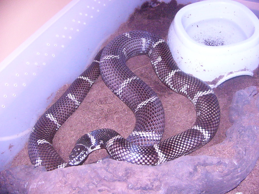 Lampropeltis getula "peninsula intergrade"