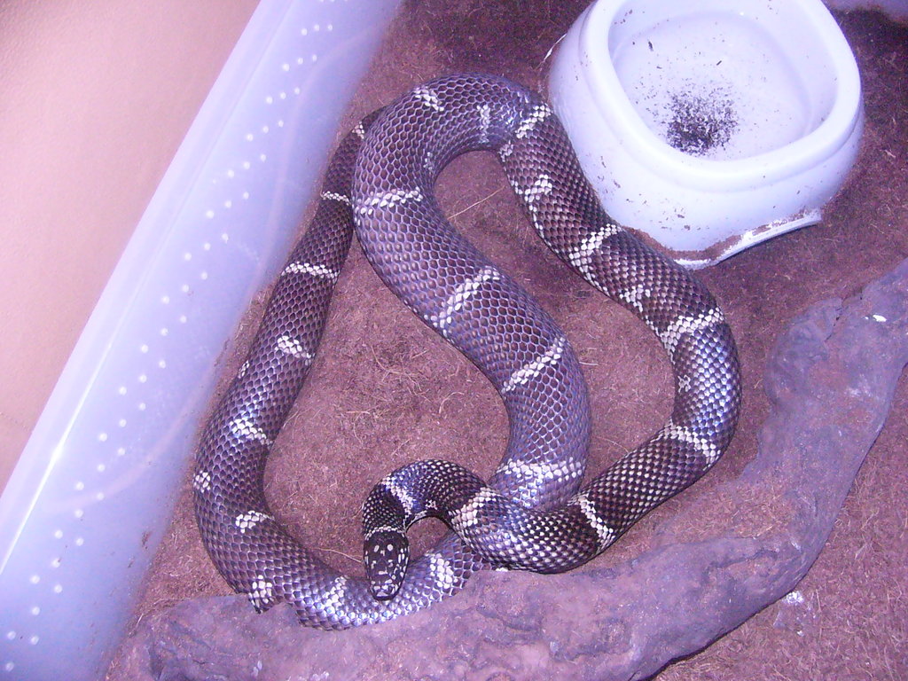 Lampropeltis getula "peninsula intergrade"