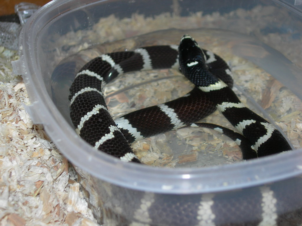 Lampropeltis getulus californiae