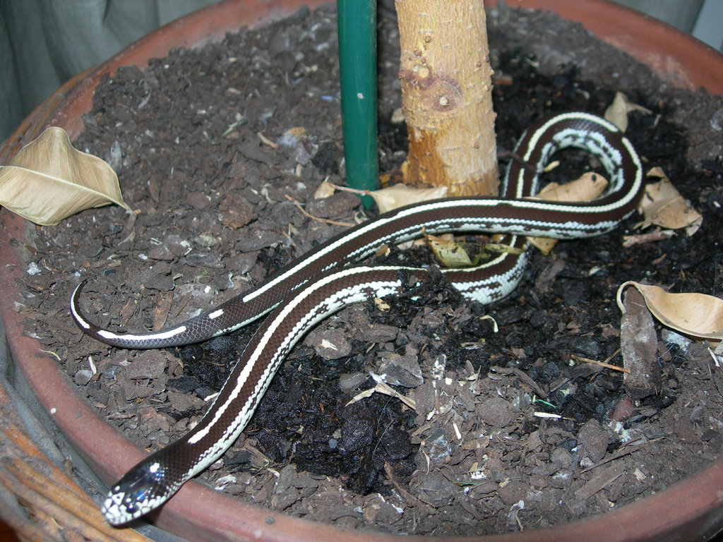 Lampropeltis getulus californiae