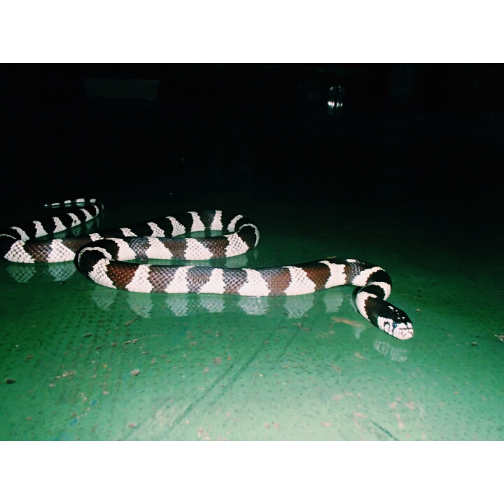 Lampropeltis getulus californiae