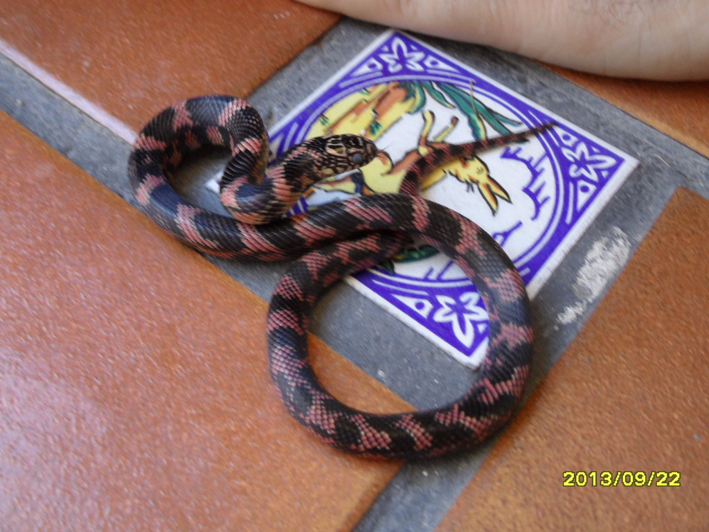 Lampropeltis getulus goini x brooksi