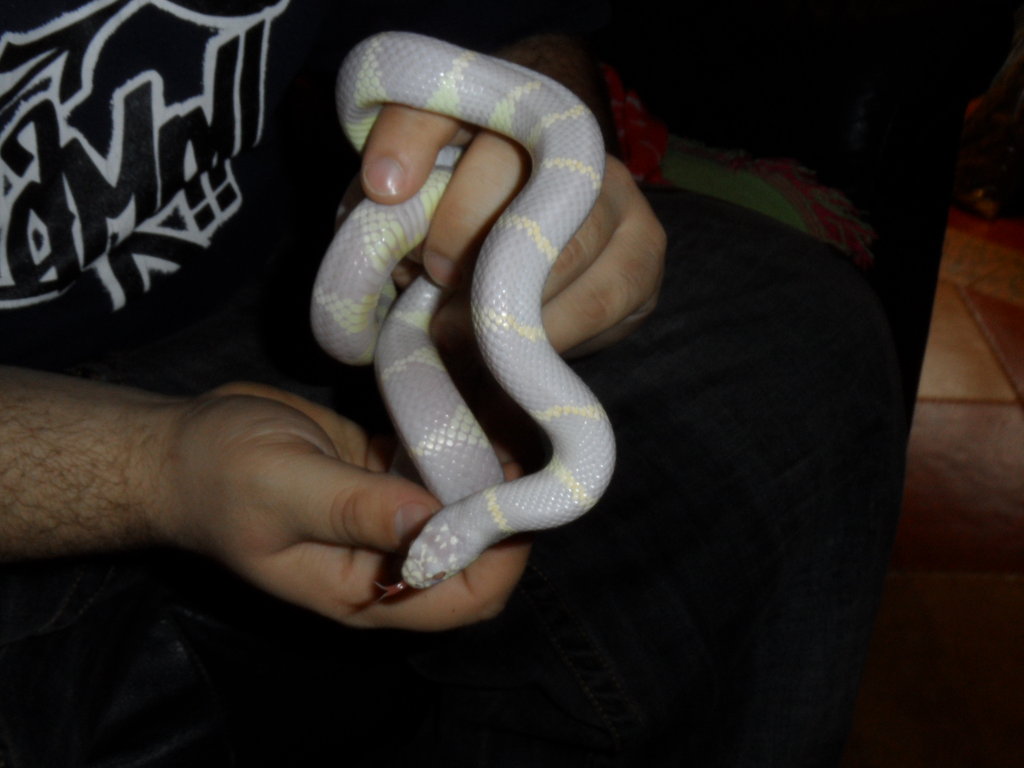 Lampropeltis getulus sp