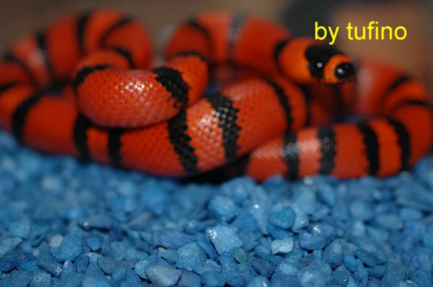Lampropeltis hondurensis 001.jpg