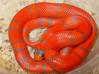 Lampropeltis hondurensis 002.jpg