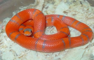 Lampropeltis hondurensis 003.jpg