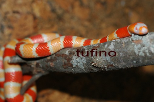 Lampropeltis hondurensis 005.jpg