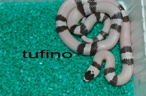 Lampropeltis hondurensis 006.jpg