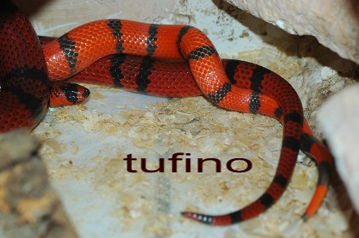 Lampropeltis hondurensis 007.jpg