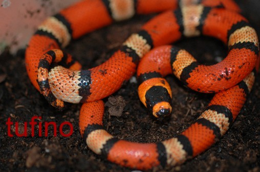 Lampropeltis hondurensis 008.jpg