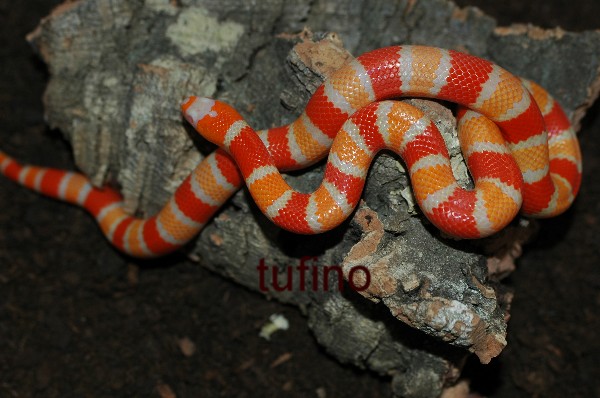 Lampropeltis hondurensis 009.jpg