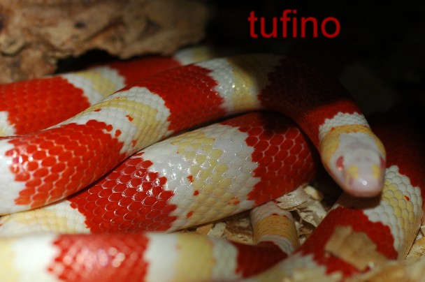 Lampropeltis hondurensis 010.jpg