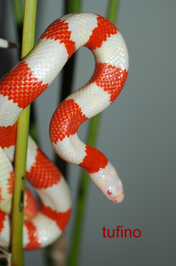 Lampropeltis hondurensis 011.jpg