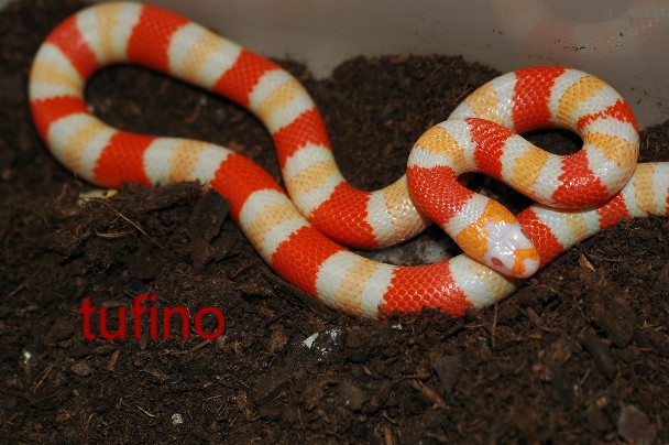 Lampropeltis hondurensis 012.jpg