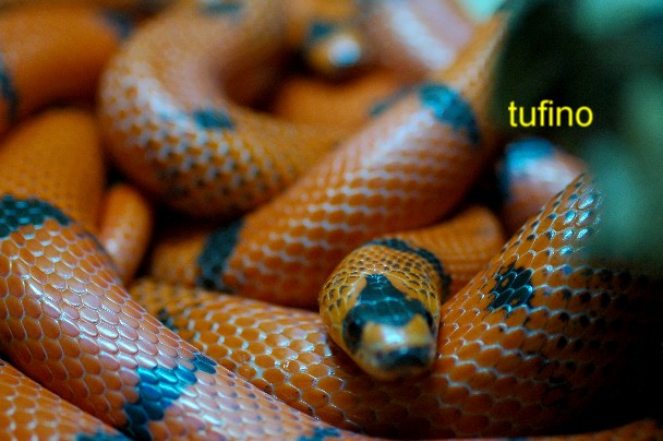 Lampropeltis hondurensis 013.jpg