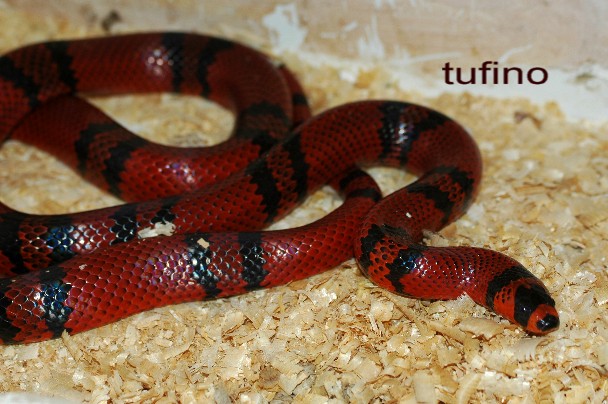 Lampropeltis hondurensis 014.jpg