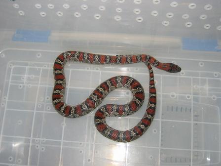 lampropeltis mexicana.jpg