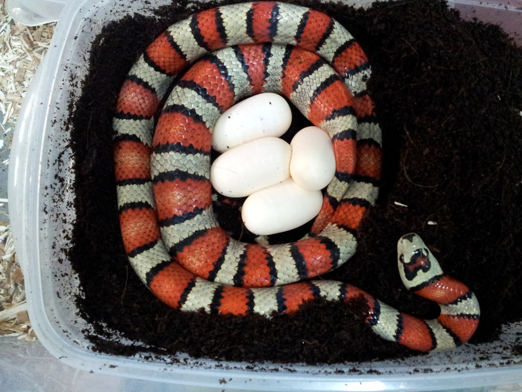 Lampropeltis mexicana thayeri