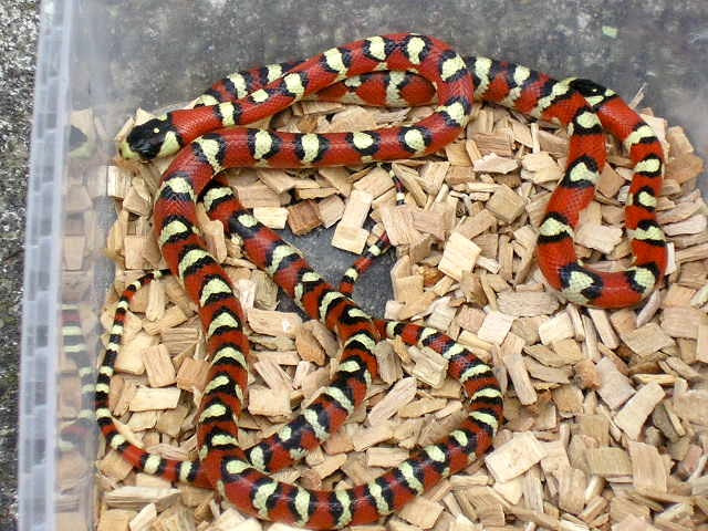 Lampropeltis Pyromelana spotted